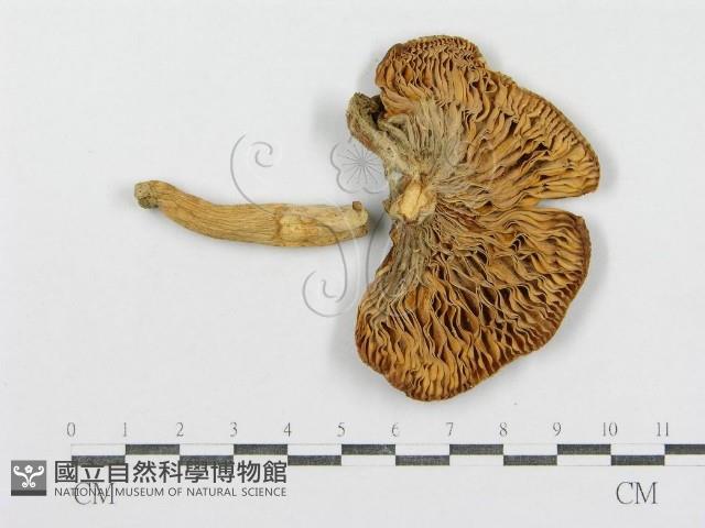 紅菇屬藏品圖，第1張