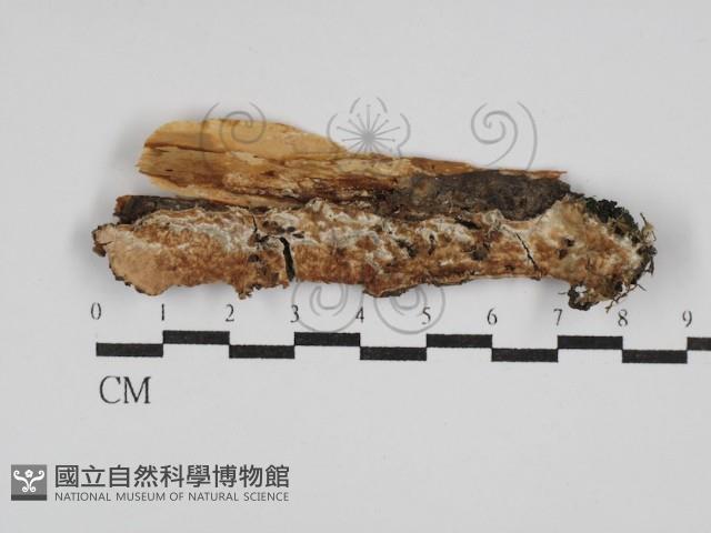 登錄號:F0029845藏品圖，第1張