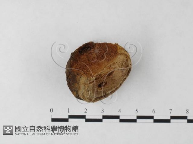 纖孔菌屬藏品圖，第1張