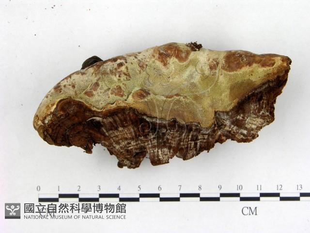 登錄號:F0020945藏品圖，第1張