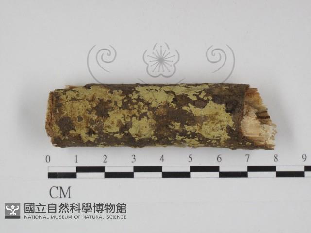 登錄號:F0030945藏品圖，第1張
