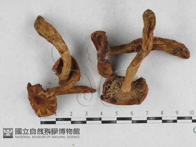 登錄號:F0026945藏品圖，第1張