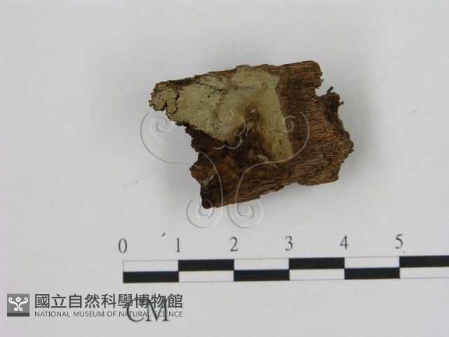 登錄號:F0006945藏品圖，第1張