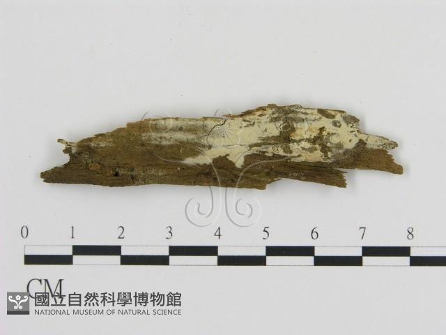 登錄號:F0016945藏品圖，第1張