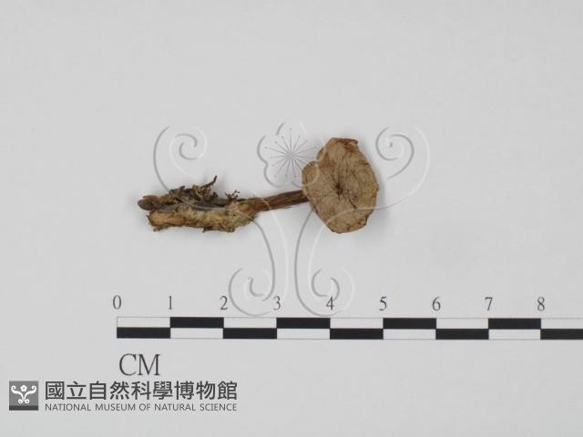 登錄號:F0021945藏品圖，第1張