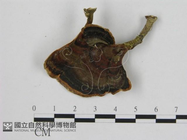 相鄰小孔菌藏品圖，第1張