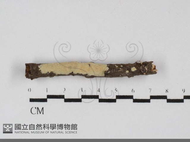 登錄號:F0031945藏品圖，第1張