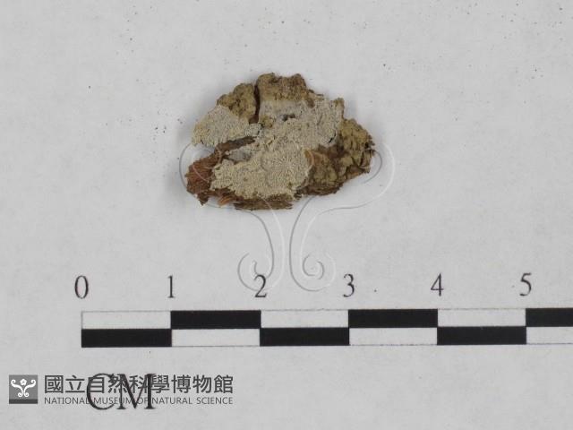 登錄號:F0024945藏品圖，第1張