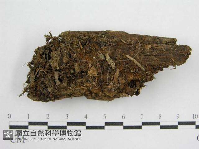 鬼傘屬藏品圖，第1張