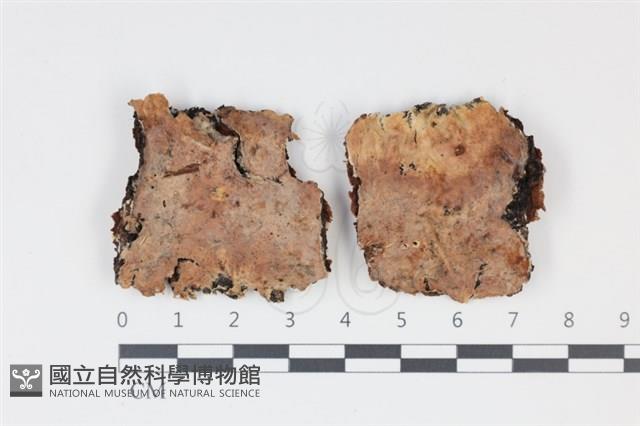登錄號:F0034945藏品圖，第1張