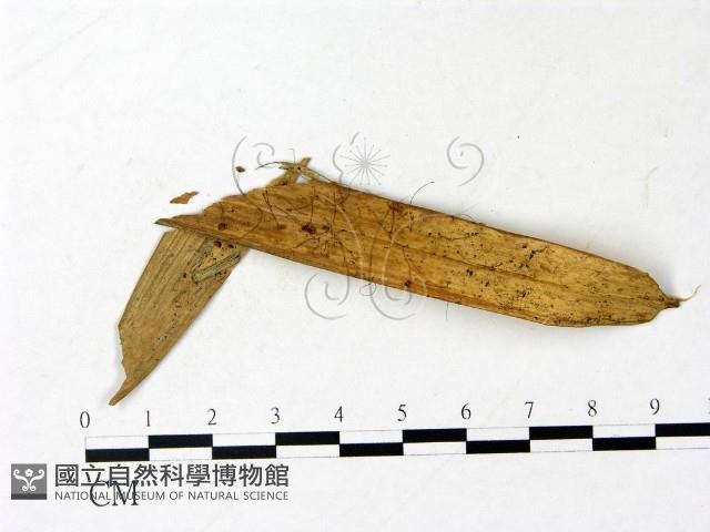登錄號:F0022945藏品圖，第1張