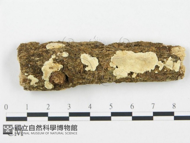 登錄號:F0002945藏品圖，第1張