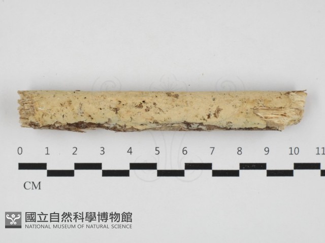 登錄號:F0032945藏品圖，第1張