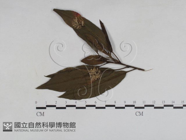 登錄號:F0027945藏品圖，第1張