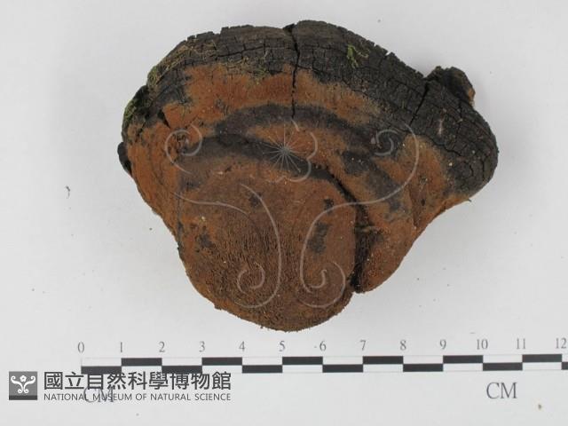 登錄號:F0017945藏品圖，第1張