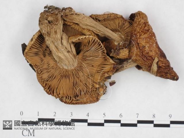 登錄號:F0025945藏品圖，第1張