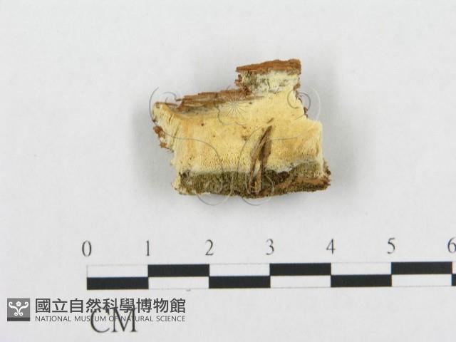 登錄號:F0005945藏品圖，第1張