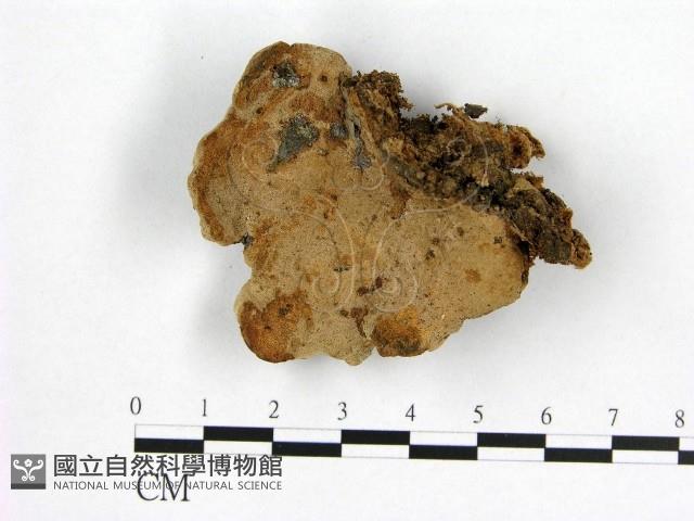 登錄號:F0015945藏品圖，第1張