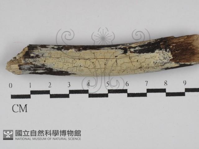 登錄號:F0029945藏品圖，第1張