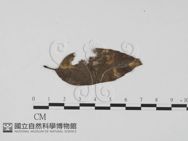 登錄號:F0009945藏品圖，第1張