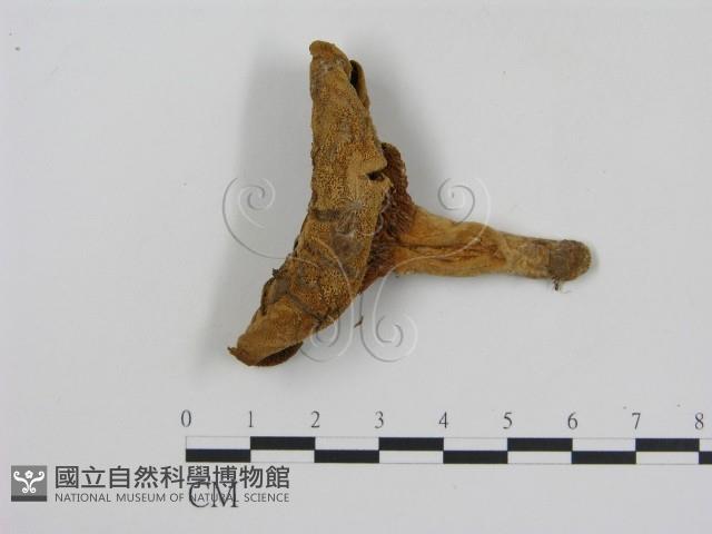 登錄號:F0003945藏品圖，第1張