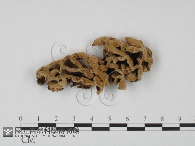 登錄號:F0013945藏品圖，第1張