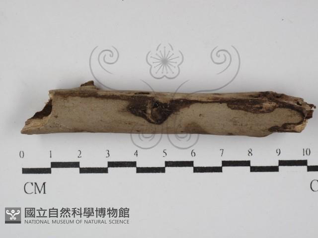 登錄號:F0008645藏品圖，第1張