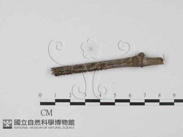 登錄號:F0018645藏品圖，第1張
