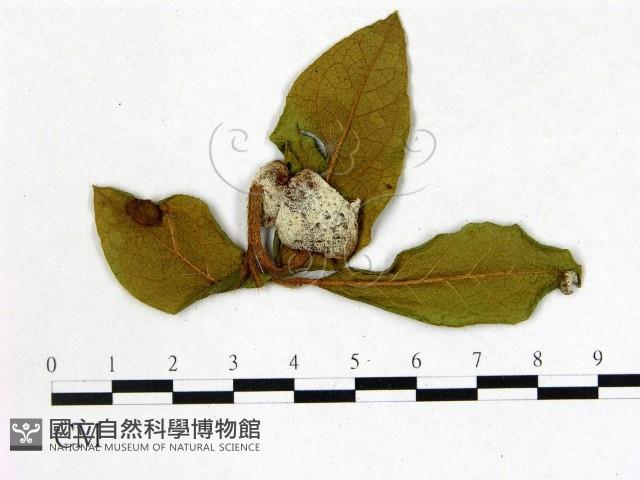 登錄號:F0020645藏品圖，第1張