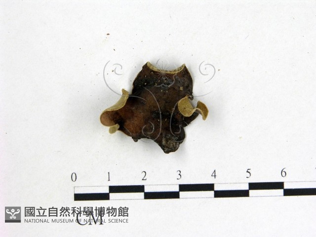 毛木耳藏品圖，第1張