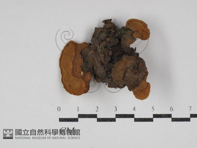 登錄號:F0030645藏品圖，第1張