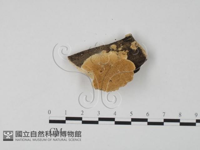 登錄號:F0006645藏品圖，第1張