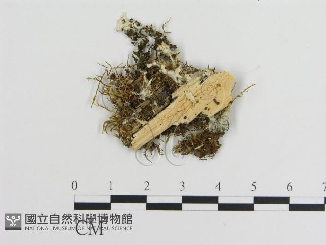 登錄號:F0016645藏品圖，第1張