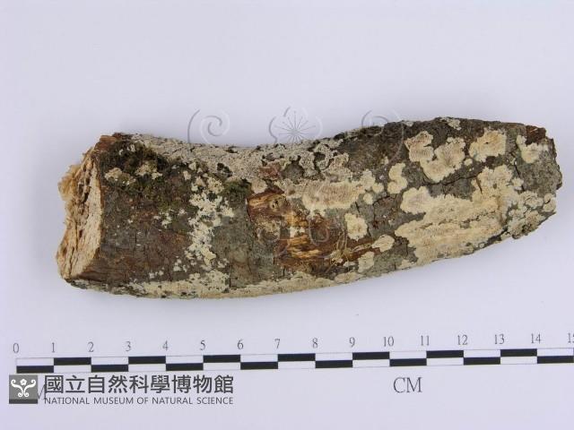 登錄號:F0001645藏品圖，第1張