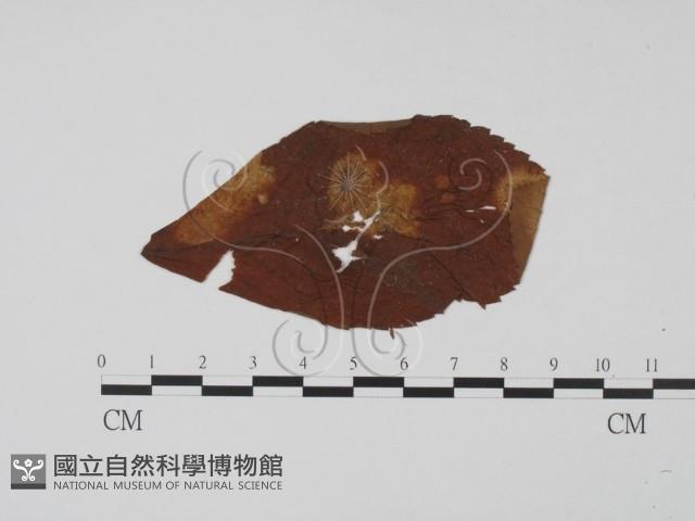登錄號:F0011645藏品圖，第1張