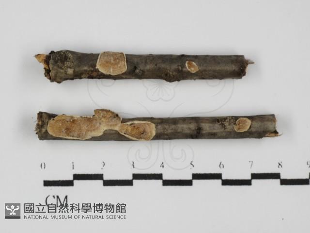 登錄號:F0031645藏品圖，第1張