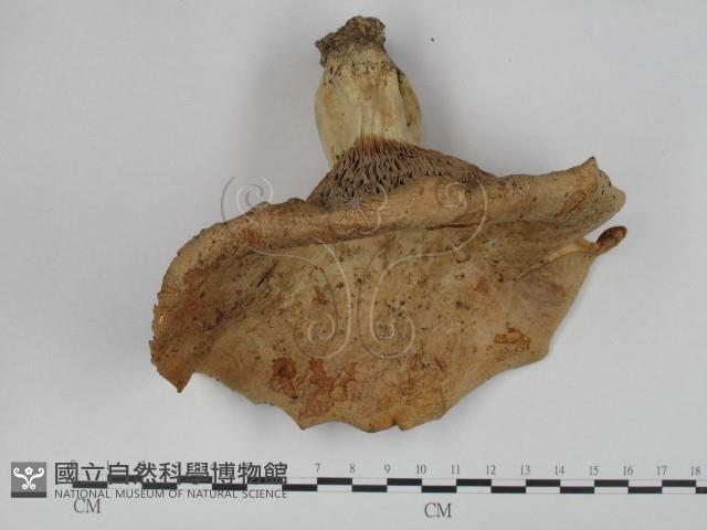 登錄號:F0024645藏品圖，第1張