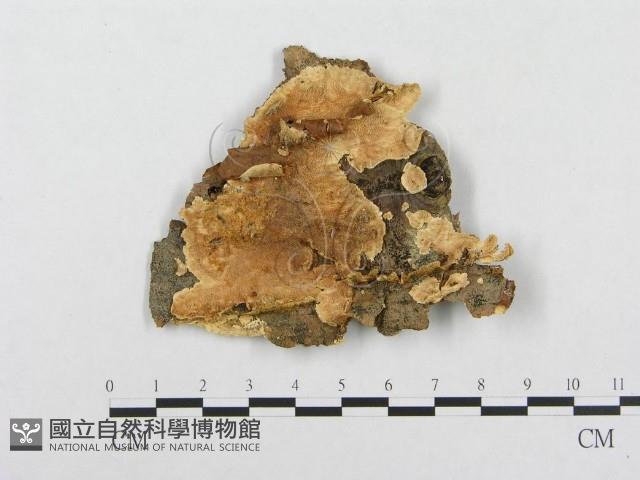 登錄號:F0004645藏品圖，第1張