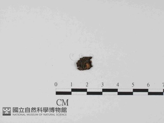 登錄號:F0014645藏品圖，第1張