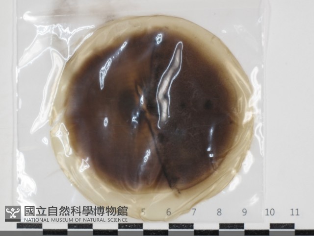 登錄號:F0034645藏品圖，第1張