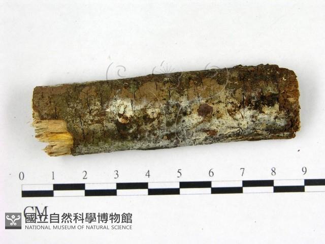 登錄號:F0022645藏品圖，第1張