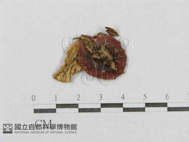 紅菇屬藏品圖，第1張