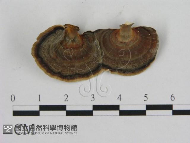 Accession Number:F0012645 Collection Image, Figure 1, Total 3 Figures