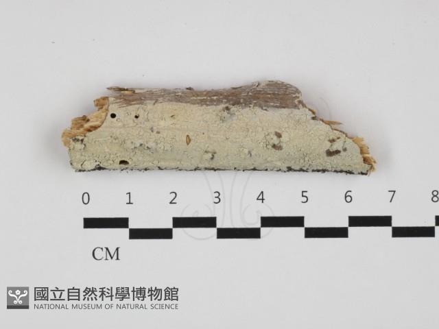 登錄號:F0032645藏品圖，第1張