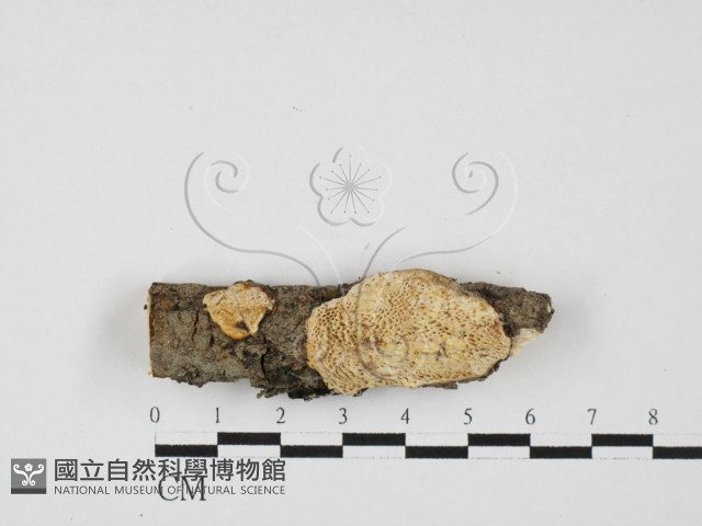 登錄號:F0027645藏品圖，第1張