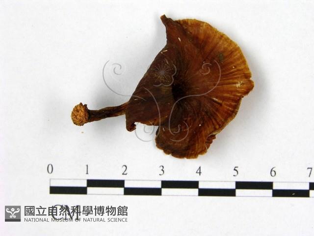 登錄號:F0007645藏品圖，第1張