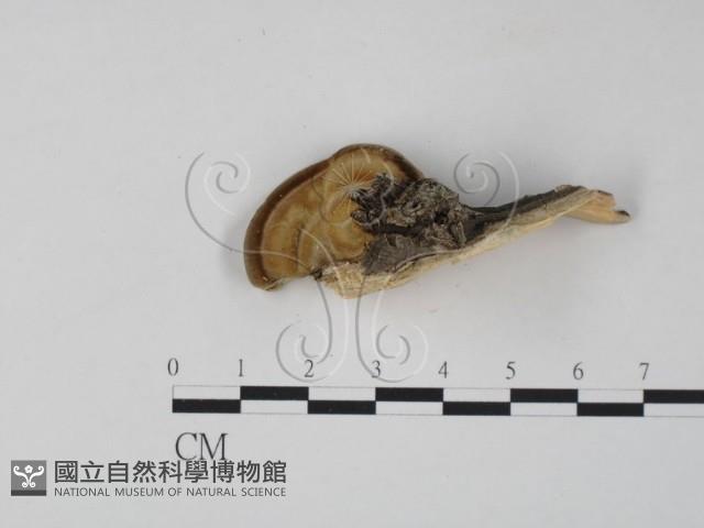栓菌屬藏品圖，第1張