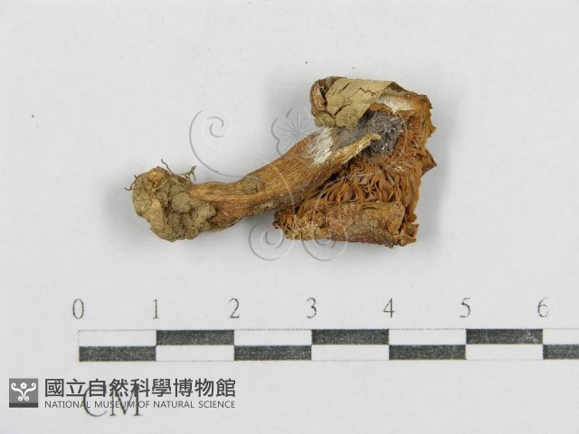紅菇屬藏品圖，第1張