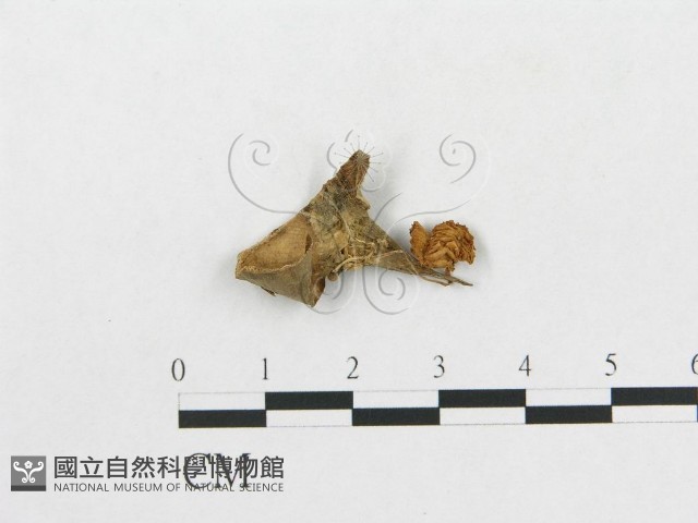 登錄號:F0015645藏品圖，第1張