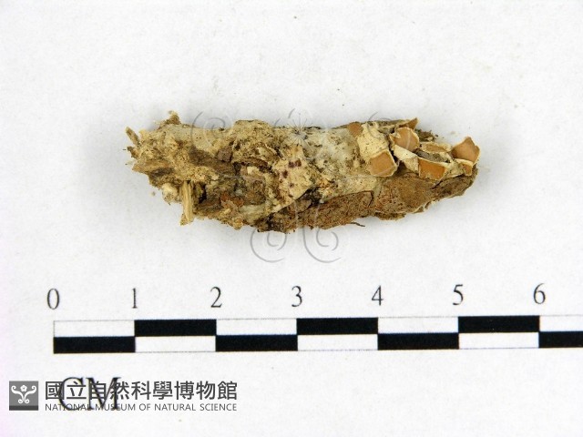 登錄號:F0009645藏品圖，第1張